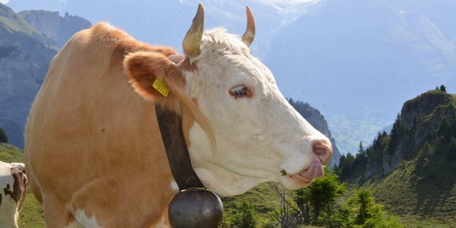 Um die Alpen als Lebens-, Wirtschafts-, Natur- und Erholungsraum zu erhalten, sprachen sich die Länder zudem für einen nachhaltigen Tourismus und für den Erhalt der Berglandwirtschaft aus. (Bild Aline Küenzi)