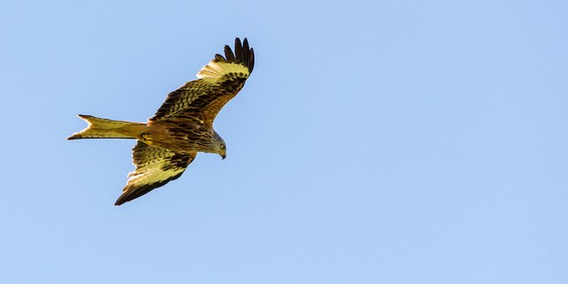Ein Rotmilan bei der Beutesuche: Da der Greifvogel ein Aasfresser ist, hält er nach toten oder verletzten Tieren Ausschau. (Archivbild BauZ)