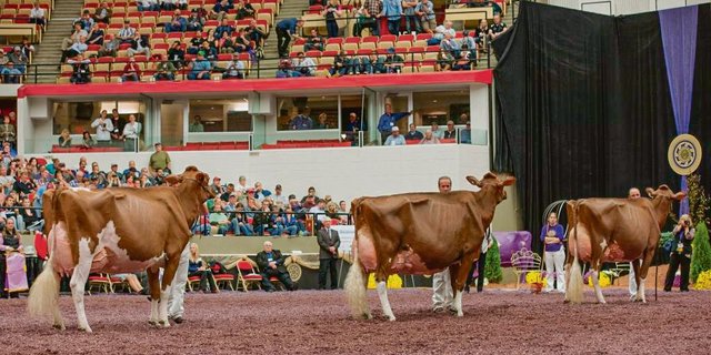 Ein Bild, das in der Schweiz verboten ist. Apple (Mitte) an der Red-Holstein-Schau in Madison USA, hinter ihrem Klon Apple 3 und vor ihrer Tochter Candy Apple. (Bild Christine Massfeller, Holstein International)