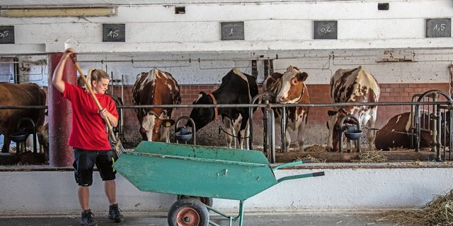 Romy Schwab gabelt Maissilage in die Krippe ihrer Kühe. Über jeder Kuh steht auf einer Tafel, wie viele Kilogramm Kraftfutter sie erhält.