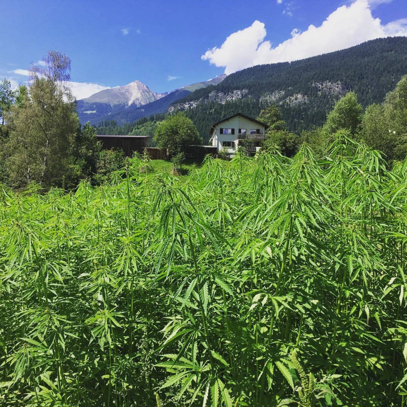 Der Alpenhanf gedeiht hervorragend. Auch hier im Albulatal beim Biohof "La Sorts". (Bild Alpenvision)