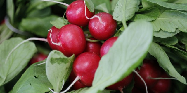 Bringen Farbe auf den Teller: Radieschen. (Bild lid/ji)