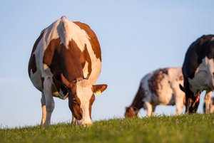 HAFL-Studie: Flächendeckend BTS und RAUS würde Ammoniak-Emissionen nur wenig steigern Weidegang senkt die Ammoniak-Emissionen, was den Effekt von Laufställen teilweise kompensieren könne. (Bild BauZ)