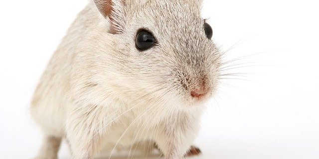 Laut dem Bundestat wäre die Initiative schwer umzusetzen und hätte negative Folgen für die Schweizer Wissenschaft, Wirtschaft und Gesundheit der Bevölkerung. (Bild Pixabay)