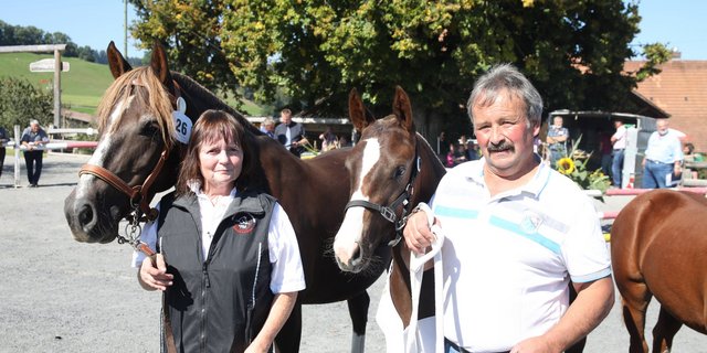 Finja  von Hans und Kathrin Wüthrich gewinnt die Fohlenschau im Bernischen Riggisberg und steht nun als Elite-Fohlen anlässlich der Online-Aktion zum Verkauf. (Bild Karin Rohrer)