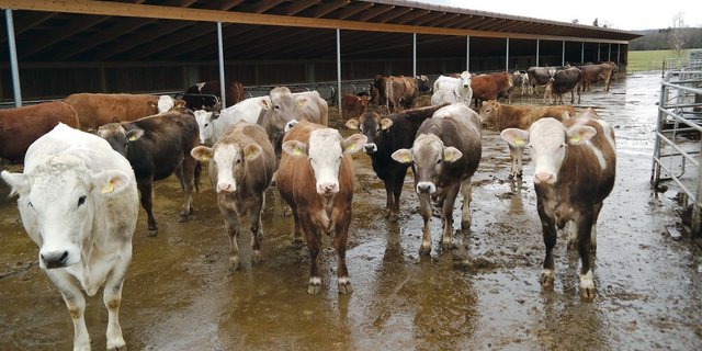 Stall und Laufhof gehören zu den grössten Quellen von Ammoniakemissionen. (Archivbild BauZ)