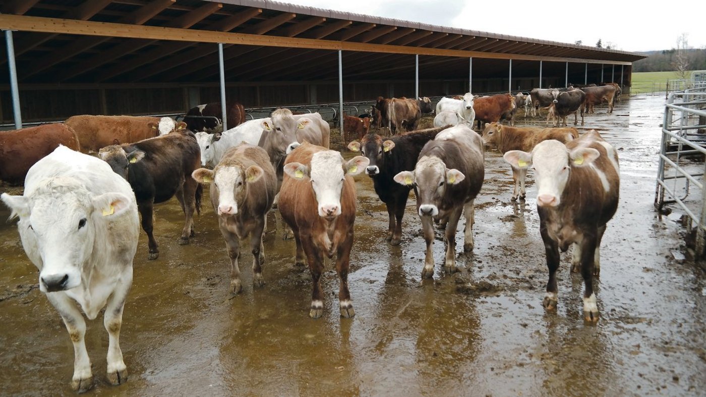 Stall und Laufhof gehören zu den grössten Quellen von Ammoniakemissionen. (Archivbild BauZ)
