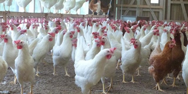 Bei den Höchstbeständen wollen sich die Initianten an den Bio-Suisse-Richtlinien orientieren. (Bild lid)