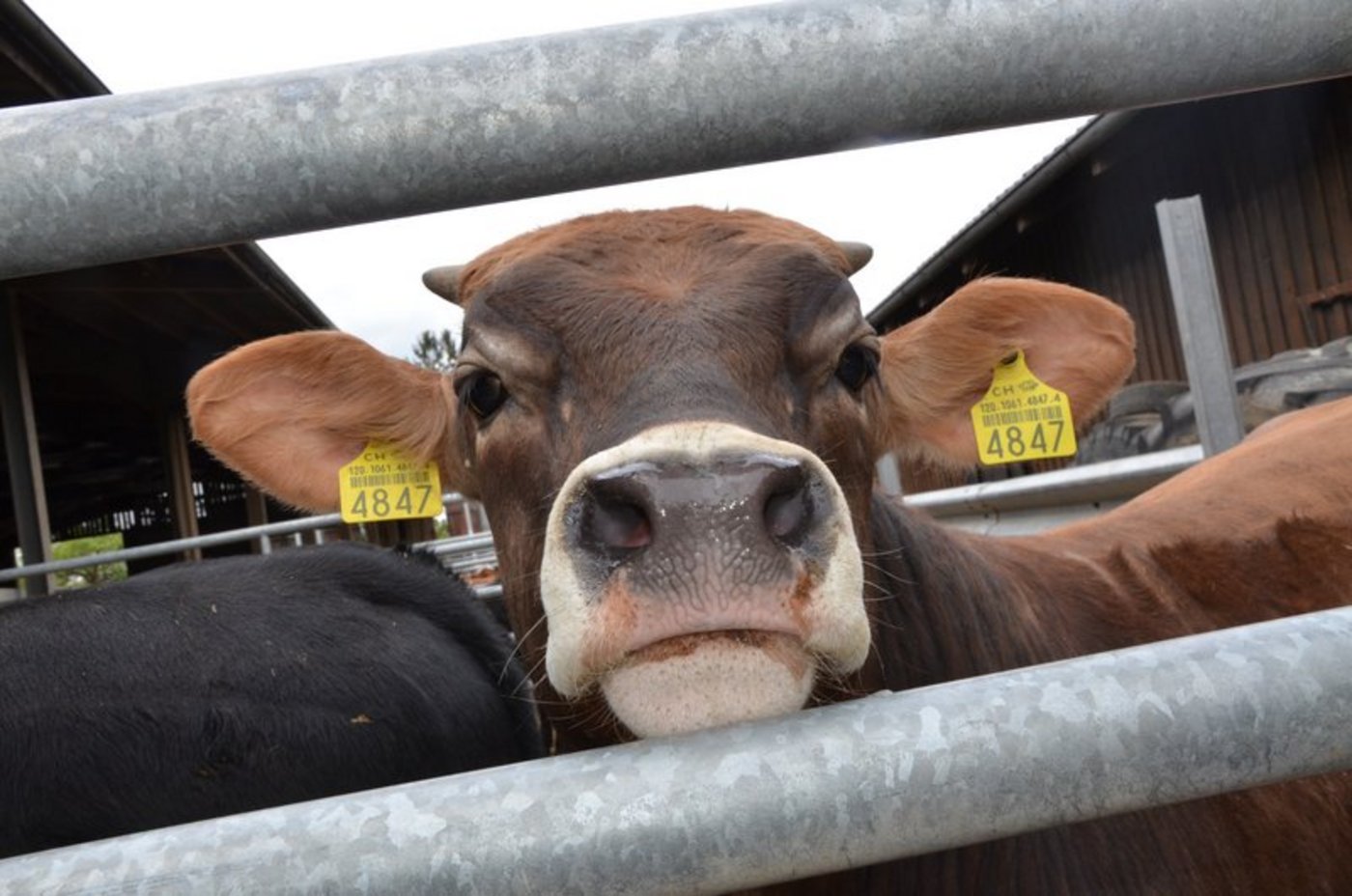 Proviande sorgt dafür, dass der Rindfleischmarkt ausgeglichen ist. (Bild BauZ)
