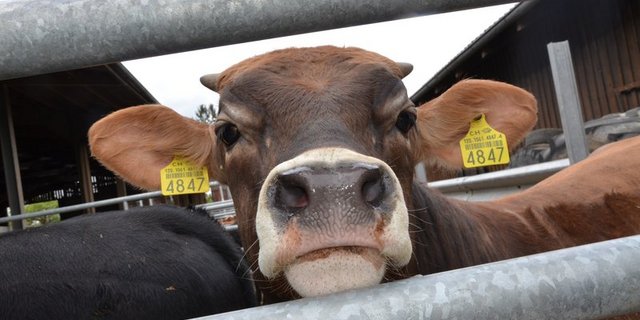 Proviande sorgt dafür, dass der Rindfleischmarkt ausgeglichen ist. (Bild BauZ)
