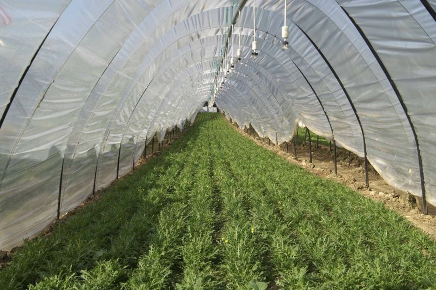 Rucola gedeiht in der Schweiz ganzjährig im Gewächshaus. (Bild lid)