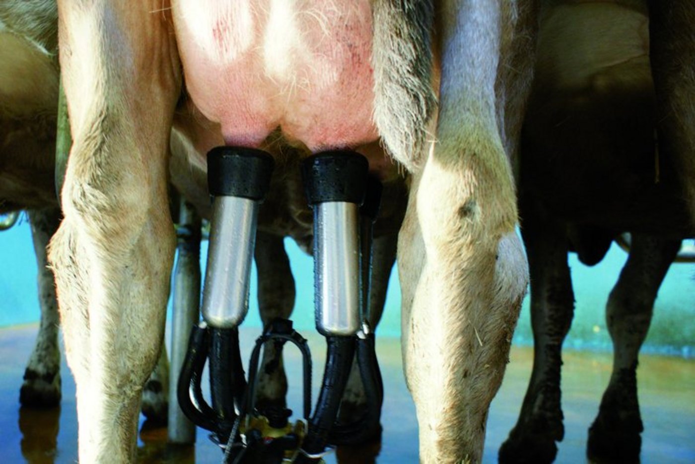 Rund 155 Milchbetriebe wollten 2020 neu Biomilch abliefern. Ihre Milch fliesst nun weiterhin ein Jahr in den konventionellen Kanal. (Symbolbild lid)