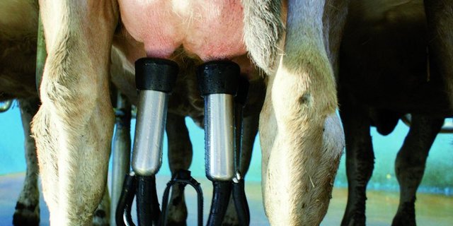 Rund 155 Milchbetriebe wollten 2020 neu Biomilch abliefern. Ihre Milch fliesst nun weiterhin ein Jahr in den konventionellen Kanal. (Symbolbild lid)