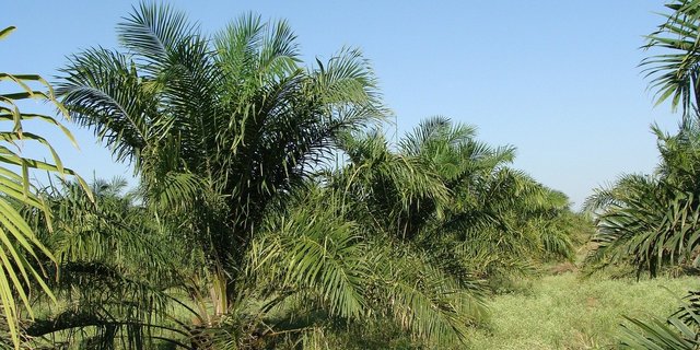 Zollreduktionen soll es nur für nachhaltiges Palmöl geben, entscheidet der Bundesrat. (Bild Pixabay)