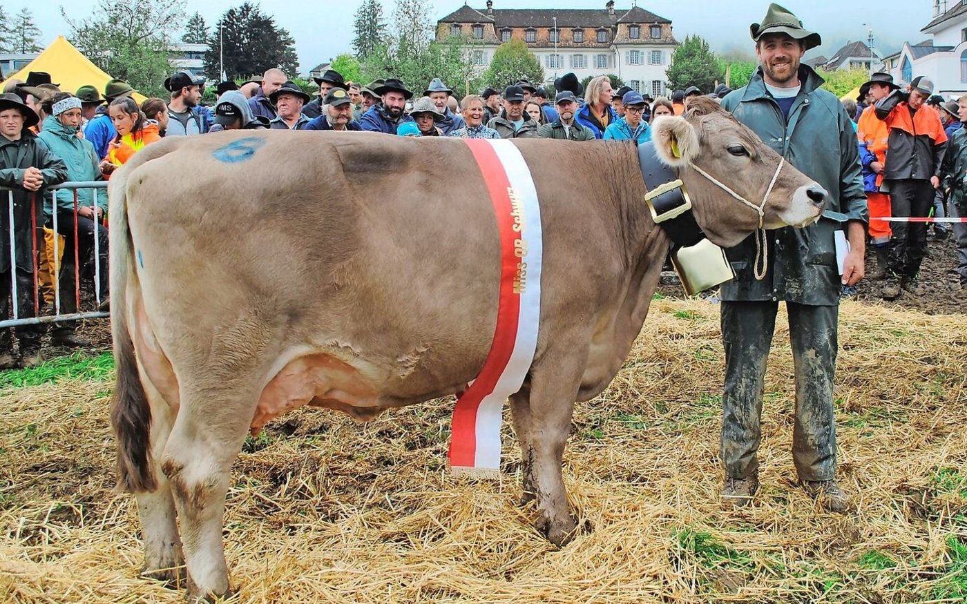 Die neue Miss Schwyz OB heisst Wolga und kommt aus der Zucht der BZG Strüby-Pfyl, Schwyz.