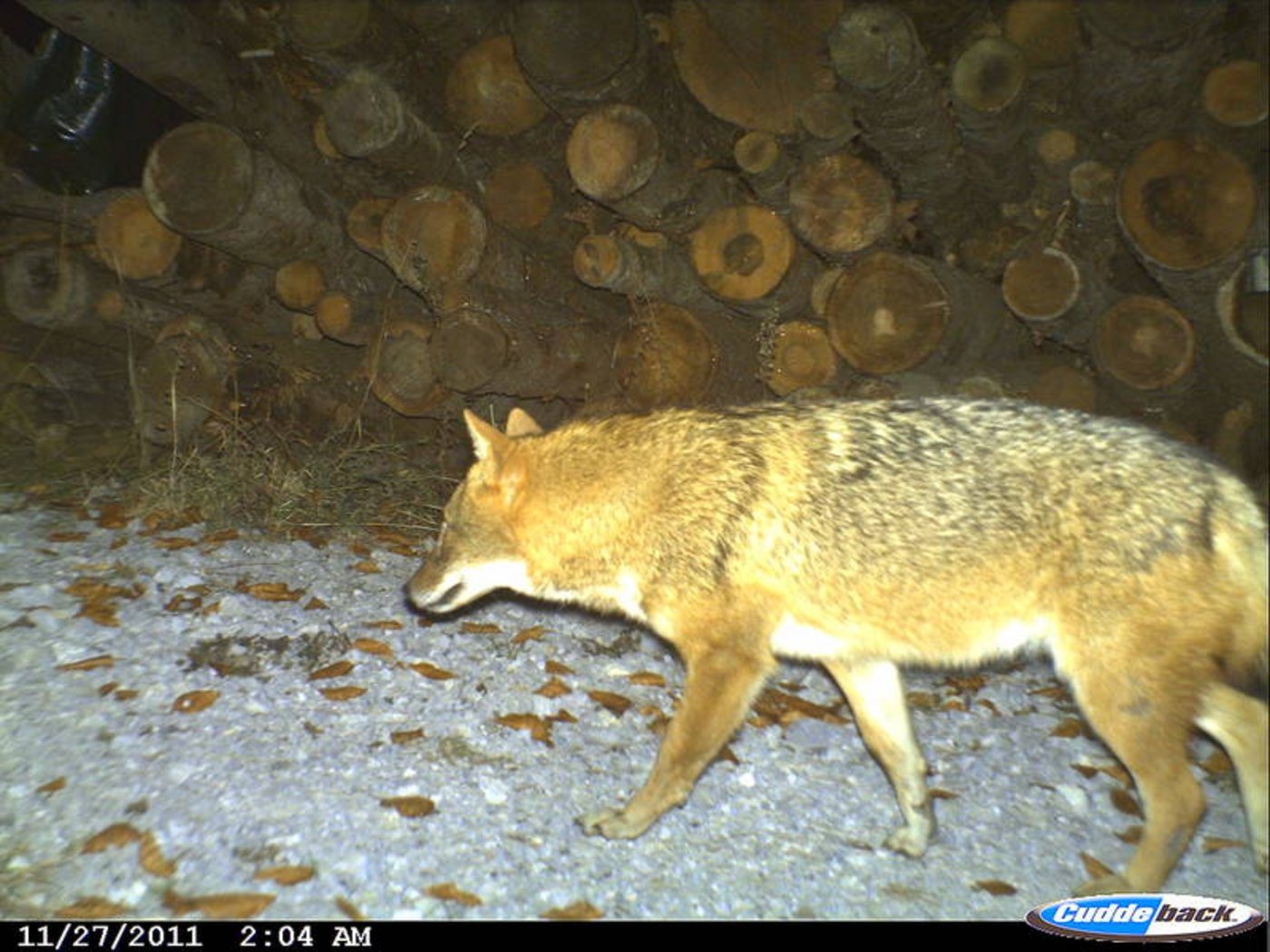 Auch der erste Hinweis auf einen Goldschakal in der Schweiz stammte aus einem Luchsmonitoring. Man habe ein «seltsames Tier» abgebildet: zu klein und kompakt für einen Wolf, zu langbeinig für einen Fuchs, hiess es damals. (Bild Kora)