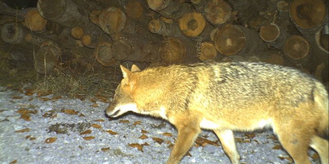 Auch der erste Hinweis auf einen Goldschakal in der Schweiz stammte aus einem Luchsmonitoring. Man habe ein «seltsames Tier» abgebildet: zu klein und kompakt für einen Wolf, zu langbeinig für einen Fuchs, hiess es damals. (Bild Kora)