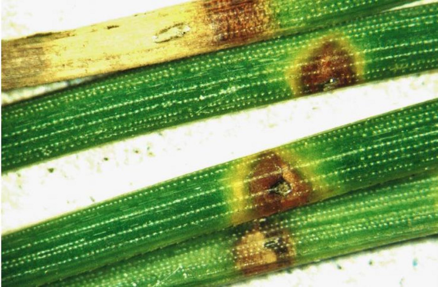 Die drei Krankheitserreger sind im Feld kaum unterscheidbar, daher gilt die neue Strategie für alle drei Erreger, unabhängig vom Verbreitungsgrad. (Bild zVg)