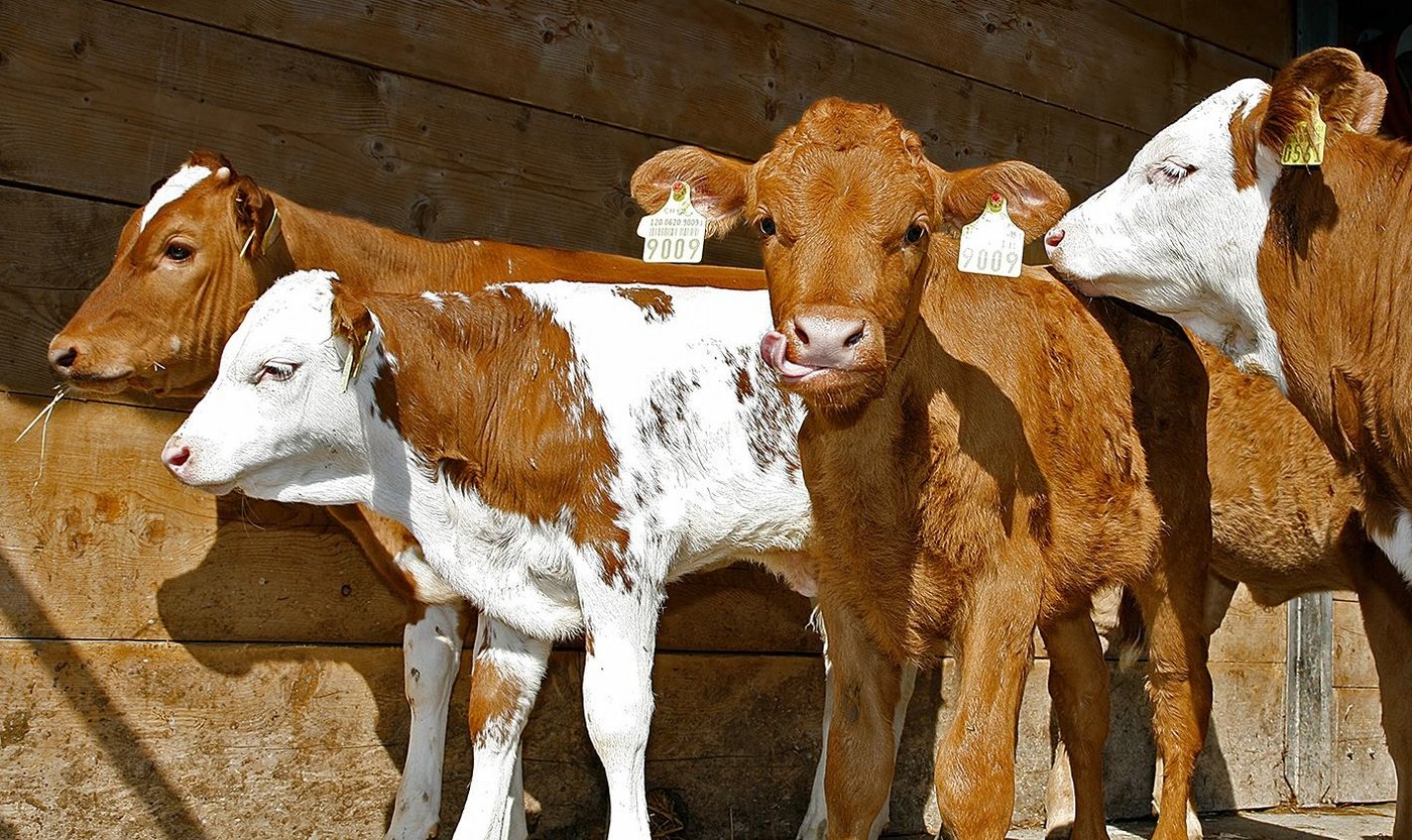 Für die Naturafarm-Kälber gibt es Verlängerung: 2019 wird die Prämie unverändert weiterbezahlt. (Bild pd)