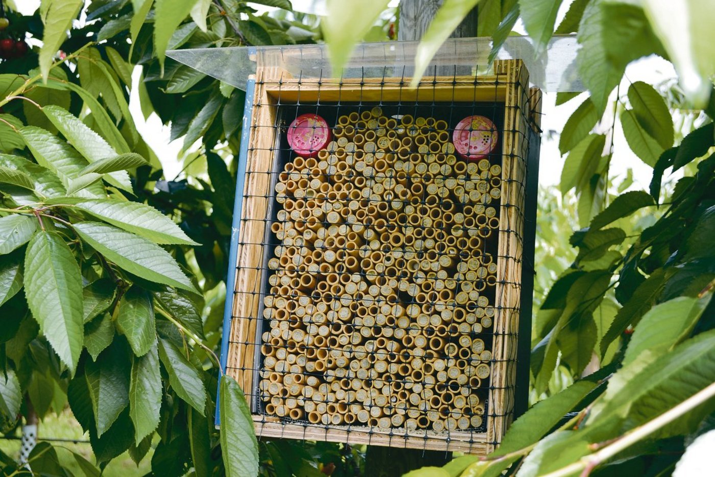 Die Mauerbienen haben sich in ihren Röhren verpuppt.(Bild jsc)