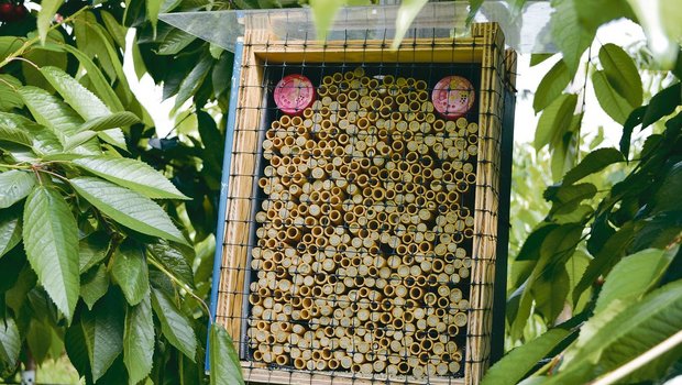 Die Mauerbienen haben sich in ihren Röhren verpuppt.(Bild jsc)