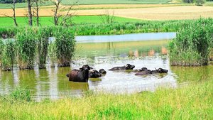 Am Lobsigensee in Seedorf gehen Landwirtschaft und Naturschutz Hand in Hand.