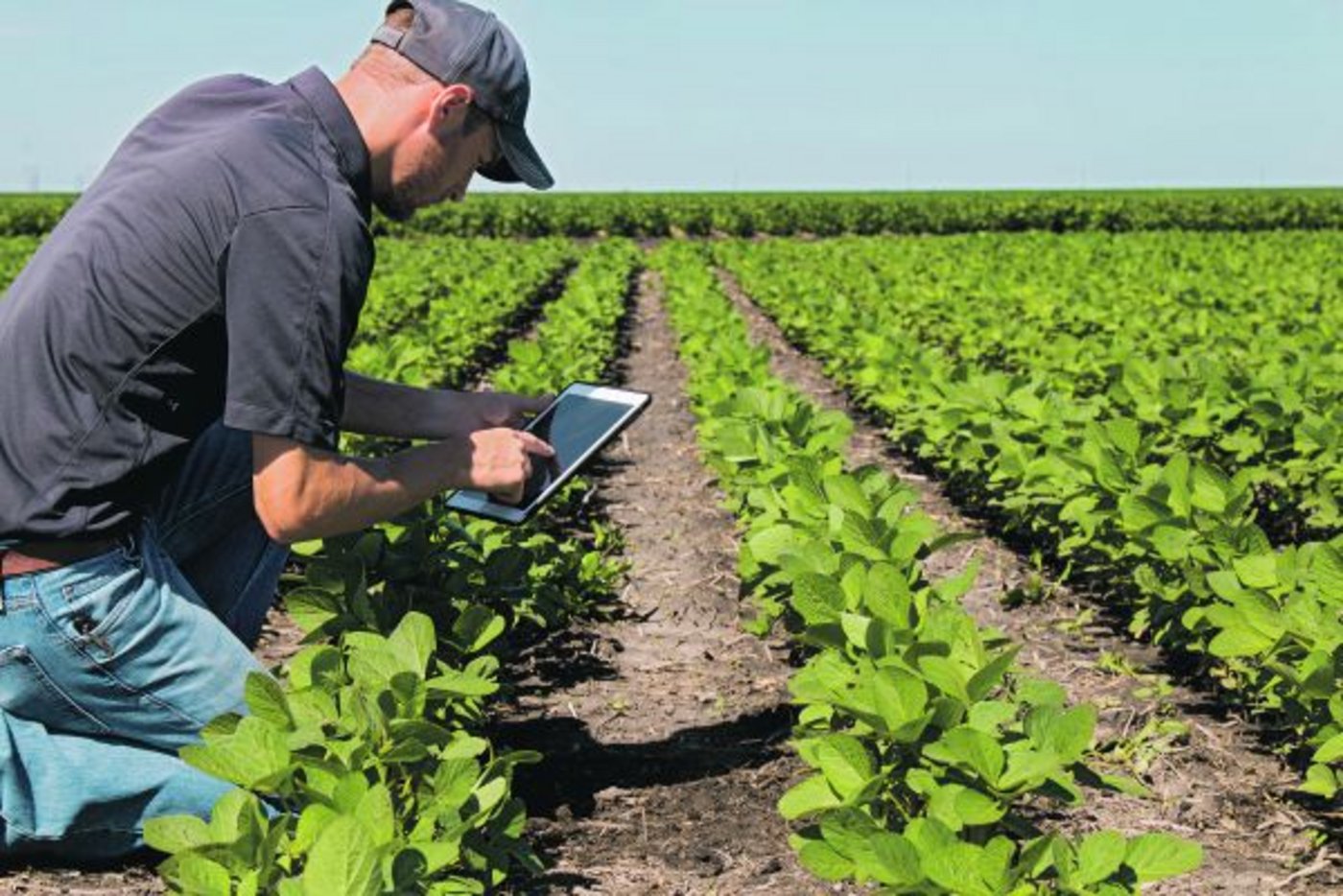 Landwirt mit modernem Arbeitsgerät. Trotz Digitaleuphorie gilt aber unverändert: Ohne Kuh keine Milch, ohne geeignete Unterlage und gutes Saatgut kein anständiger Ertrag.  (Bild Shutterstock)