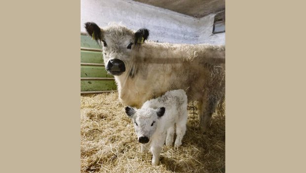 Eine schöne Kuh mit einem ebenso schönen Kalb: Ivolia und ihr Kalb Ivana. (Bild Michel Bischof)