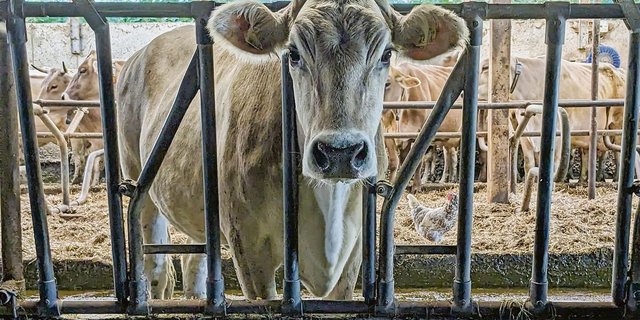 Lange Gesichter vor dem Futtertisch. Nicht mehr alle Kühe und Landwirte sind zufrieden mit den Proteingehalten im Bio-Kraftfutter. 