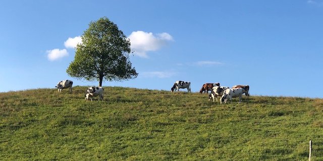 Am Wochenende sind 16 Kühe durch einen Blitzeinschlag in Bière VD gestorben. Für den Landwirt Nicolas Jotterand hat dieser Unfall weitreichende Folgen. (Symbolbild BauZ)