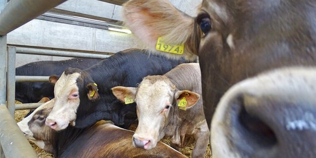 Blick in den Stall der Testtiere. (Bild lid)