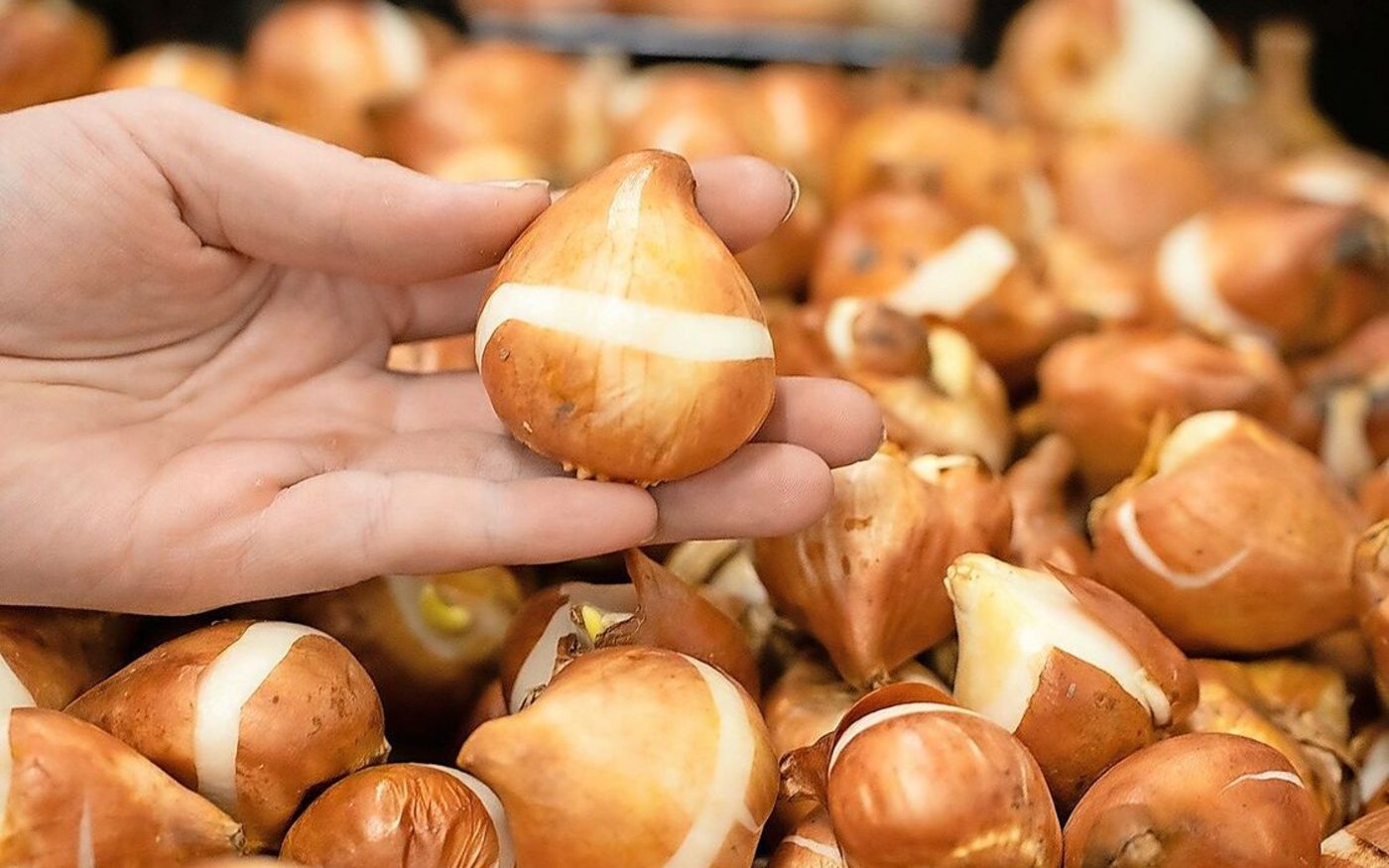Die Tulpenzwiebeln kommen aus Holland.