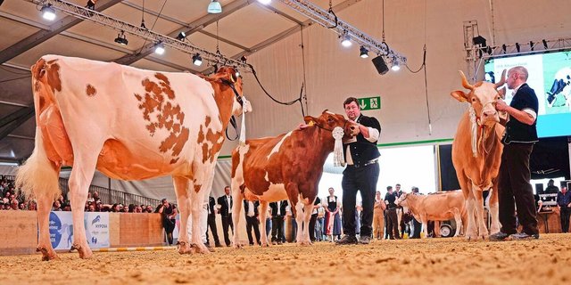 Die Missen jeder Rasse vor dem Höhepunkt der Schau, wenige Sekunden vor der Kürung der Miss BEA 2025: Järmann’s Bad Queen, Orlando Soleil und Stalden Brisago Volta (v. l. n. r.).