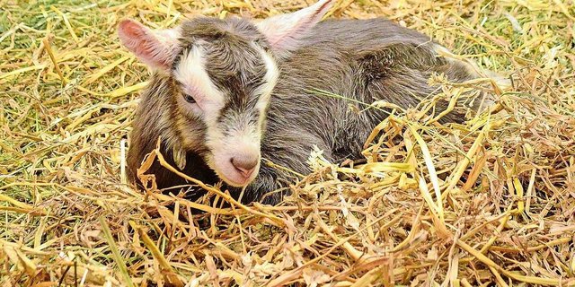 Ziegen gitzlen meistens sehr selbstständig. Dennoch ist es immer gut, dabei zu sein und bei Komplikationen Hilfe zu holen.