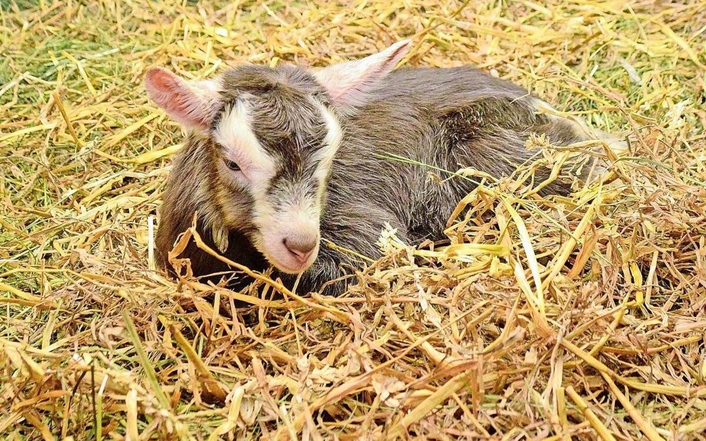 Ziegen gitzlen meistens sehr selbstständig. Dennoch ist es immer gut, dabei zu sein und bei Komplikationen Hilfe zu holen.