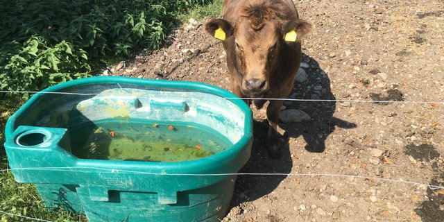 Hitze kann für Tiere ein Stressfaktor sein. Es besteht ein direkter Zusammenhang zwischen Hitze und reduzierter Leistung ist unumstritten. (Bild Jil Schuller)