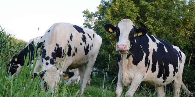 Geselliges Zusammenkommen ist in Zeiten von Corona keine gute Idee – ausser vielleicht für Kühe auf der Weide. (Bild BauZ)