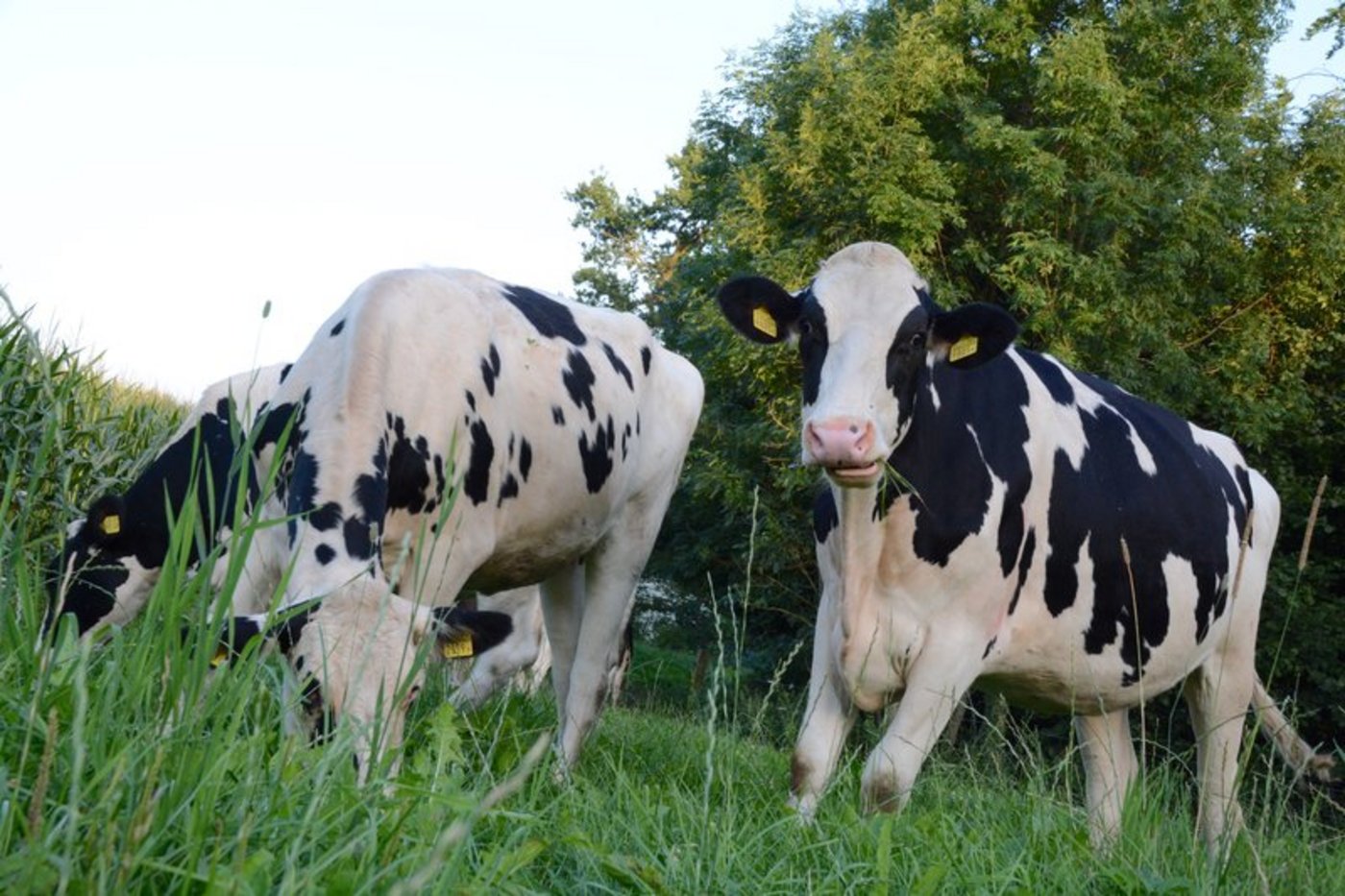 Geselliges Zusammenkommen ist in Zeiten von Corona keine gute Idee – ausser vielleicht für Kühe auf der Weide. (Bild BauZ)