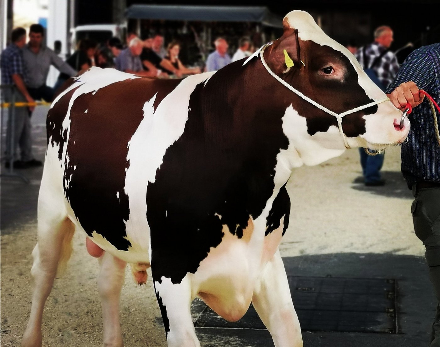 Die Stiere können jetzt bei Swissherdbook zur Beurteilung gemeldet werden. Wie die Schauen stattfinden, ist noch nicht abschliessend geregelt. (Bild sb)