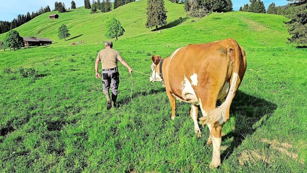 Diese Woche haben ausreissende Gustis Hochkonjunktur: Dänu mit der einen Vagabundin auf dem Rückweg zur Aufzuchtherde. Mit Stossen und Ziehen haben wir es dann doch noch geschafft.
