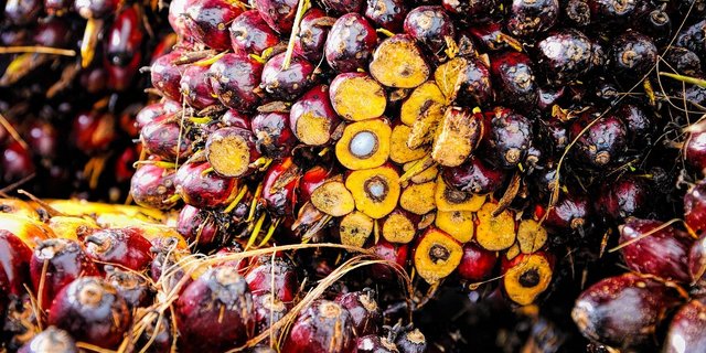 2019 wurden rund 24'000 Tonnen Palmöl in die Schweiz importiert, allerdings stammten nur 35 Tonnen davon aus Indonesien. (Bild Pixabay)