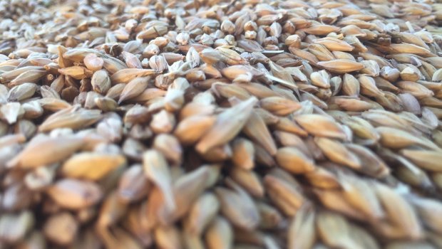 Wir die kälteempfindliche Sommergerste bereits jetzt gesät, risikiert man, dass sich in den Ähren keine Körner mehr ausbilden. (Bild BauZ) 