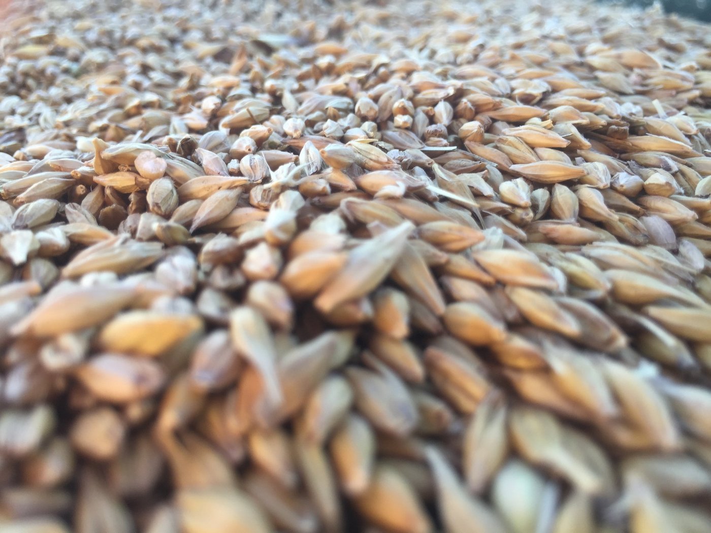 Wir die kälteempfindliche Sommergerste bereits jetzt gesät, risikiert man, dass sich in den Ähren keine Körner mehr ausbilden. (Bild BauZ) 