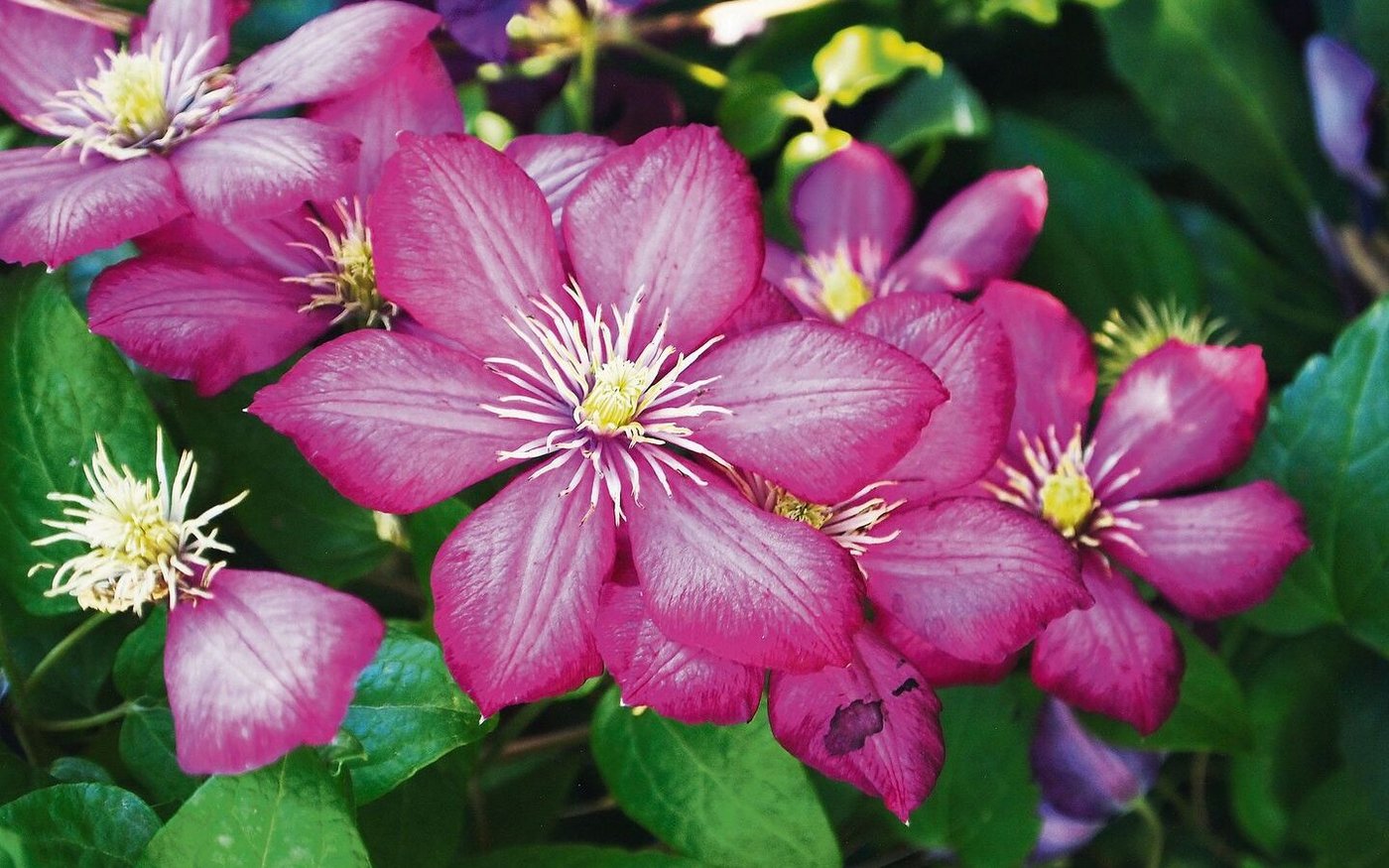 Clematis-Hybriden sind krankheitsanfälliger als Wildsorten. Die alte Hauptsorte 'Ville de Lyon' ist jedoch sehr gesund. 
