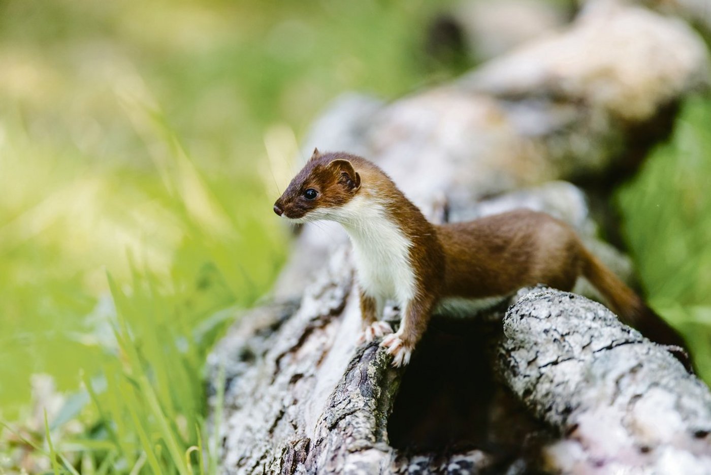 Hermeline gehören zu den kleinsten Raubtieren der Schweiz. Als Jäger von Wühlmäusen sind sie gute Helfer der Landwirte. Doch der Lebensraum der Hermeline ist bedroht. (Bild Shutterstock)