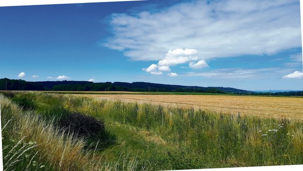 Ackersäume eignen sich z. B., wenn ein Acker begradigt werden soll.