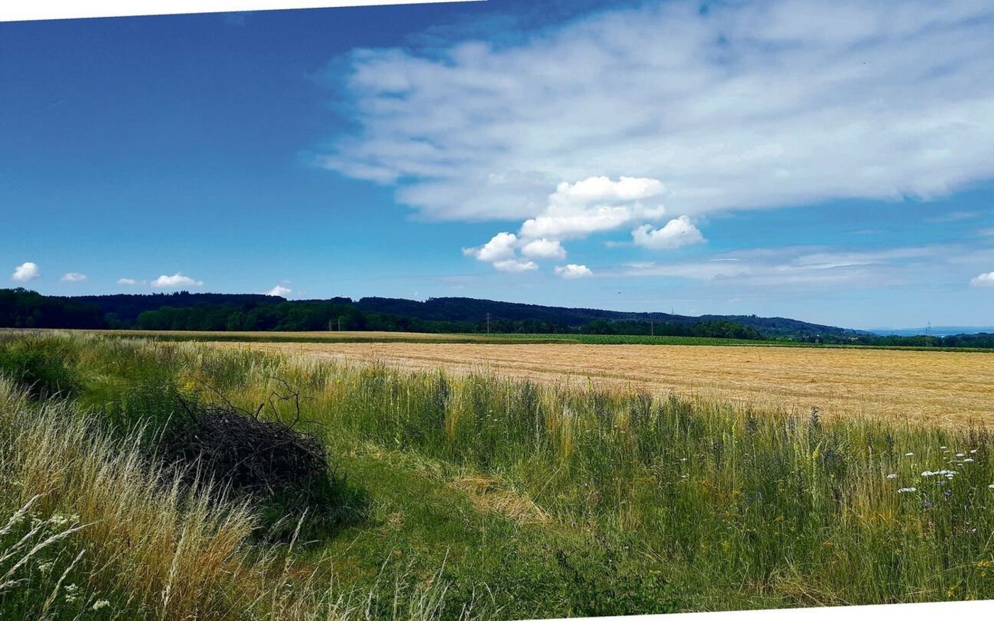 Ackersäume eignen sich z. B., wenn ein Acker begradigt werden soll.