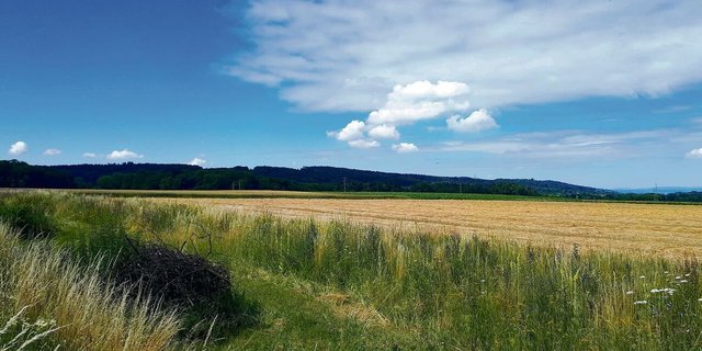 Ackersäume eignen sich z. B., wenn ein Acker begradigt werden soll.