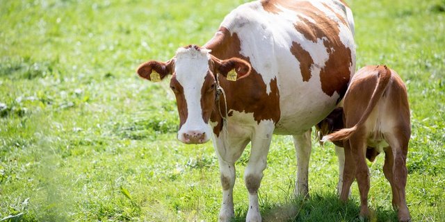 Weniger Tiere, dafür mehr Projekte wie zum Beispiel die Muttergebundene Kälberaufzucht: zwei Vorschläge der Agrarallianz, um das Tierwohl zu verbessern. (Bild Gian Vaitl / BauZ)