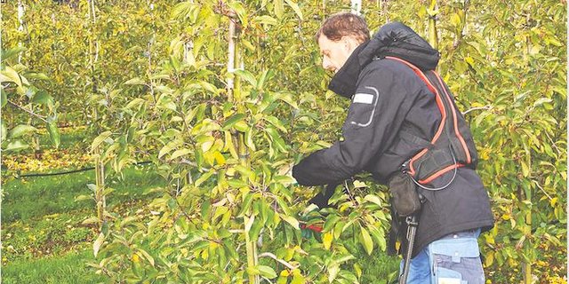 Die typische Schnittform, die am häufigsten im Obstbau verwendet wird, ist die Spindel- bzw. Tannenbaumform. (Bilder ke, im November 2019)